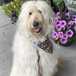 Cherry - Goldendoodle