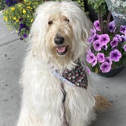 Cherry - Goldendoodle