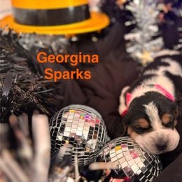 Basset Hound Puppies from Hound House