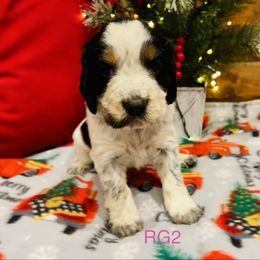 RG2 - Tri-Roan female English Springer Spaniel puppy in Britton, South Dakota from K&S Canines