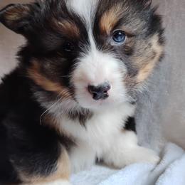 Fluffy Silver Collar - Black and tan male Pembroke Welsh Corgi puppy in Yelm, Washington from Tolbolton Creek Corgis