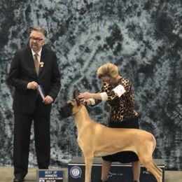 Great Danes from Absolute Sasdania