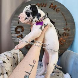 Purple collar - Harlequin female Great Dane puppy in Alton, Illinois from Show Me Great Danes and Basset Hounds