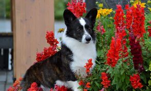 Cardigan stands amongst beautiful red flowers