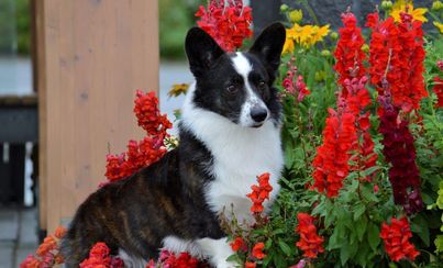 Cardigan stands amongst beautiful red flowers