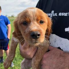 French Brittany and Labrador Retriever Puppies from Mackinaw Valley Gun Dogs
