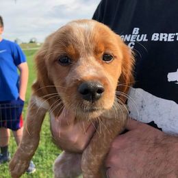 French Brittany and Labrador Retriever Puppies from Mackinaw Valley Gun Dogs