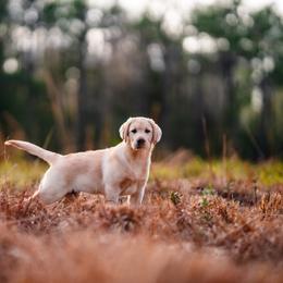 Labrador Retriever Puppies from BAK Forty Ranch