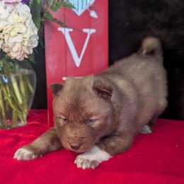 Snickers - Red and white male Siberian Husky puppy in Coshocton, Ohio from Wyant Farms