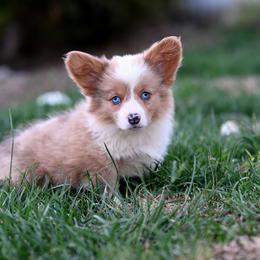 Jade - Blue merle and white female American Corgi puppy in Mariposa, California from Gem Coast Corgis