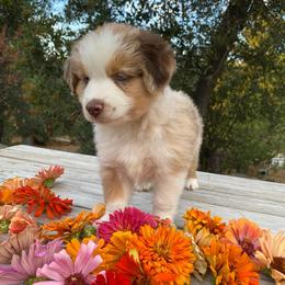 Cookie Dough - Red merle male Miniature Australian Shepherd puppy in Sonora, California from Quarle Ranch Mini Aussies