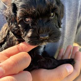Dopey - Black and white male Cockapoo puppy in Adrian, Oregon from ApplebyFarm