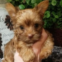 Lucy - Chocolate, tan and white female Yorkshire Terrier puppy in Hot Springs, Arkansas from Kimberly's Lovable Littles