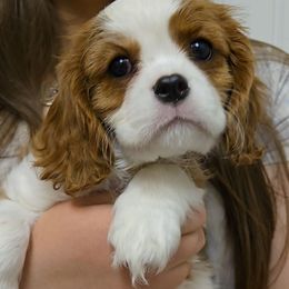 Cavalier King Charles Spaniel and Golden Retriever Puppies from Nancy Volkmann
