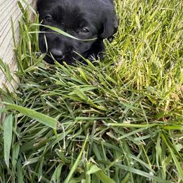Labrador Retriever Puppies from County Line Gun Dogs