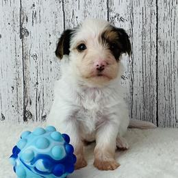 River - Chocolate, tan and white male Yorkshire Terrier puppy in Mankato, Minnesota from Tiny and Treasured