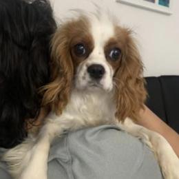 Catalina - Cavalier King Charles Spaniel