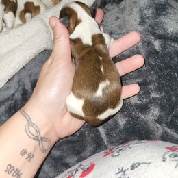 Chihuahua, Shih Tzu, and Siberian Husky Puppies from Magnolia Farm's LLC