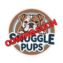 Girl 3 - Brindle female Bulldog puppy in Tremonton, Utah from Snuggle Pups
