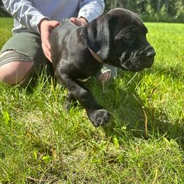 Clover - Black female Cane Corso puppy in Delta Junction, Alaska from Last Frontier Cane Corsos