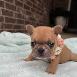 Sunny girl - Fawn and white female French Bulldog puppy in Willis, Texas from Maranda Cianceruso
