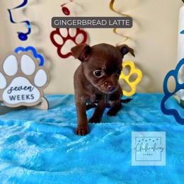 Gingerbread Latte - Chocolate and white female Chihuahua puppy in Woodstock, Georgia from iChihuahuas Kennel
