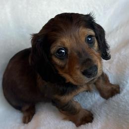 Ginger - Chocolate female Dachshund puppy in Humphreys, Missouri from Foster’s Dachshunds