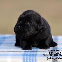 Girl 2 - Black female Labrador Retriever puppy in Point, Texas from Lakylu Kennels