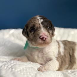 Girl 1 - Merle female Goldendoodle puppy in Ashford, Alabama from Blue Collar Kennel