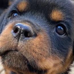 Ophelia - Black and mahogany Rottweiler puppy in Linthicum, Maryland from Of The Saints Kennels