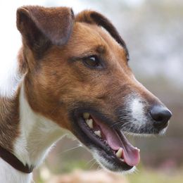 Smooth Fox Terriers from Stephanie Brockwell's Smooth Fox Terriers