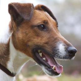 Smooth Fox Terriers from Stephanie Brockwell's Smooth Fox Terriers