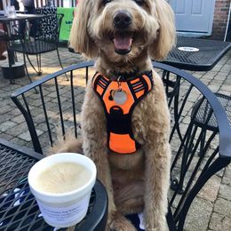 Goldendoodle, Poodle, and Sheepadoodle All Grown Up from Brewer's Goldendoodles & Sheepadoodles