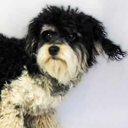 Assorted Doodle Crosses, Cavapoos, and Double Doodles from Daisy Pups