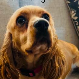 Honey - Cocker Spaniel