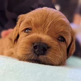 Cavapoo Puppies from Carolina Springs Breeding