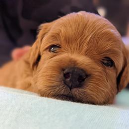 Cavapoo Puppies from Carolina Springs Breeding