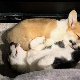 Pembroke Welsh Corgi Puppies from Blue Angel Kennels
