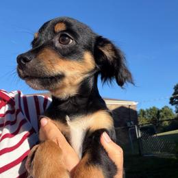 Thor - Black and tan male Yorkipoo puppy in Chattanooga, Tennessee from Joyfull Pals