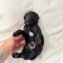 Clue - Black and white male Xoloitzcuintli puppy in Manitowoc, Wisconsin from Wonderland Kennel
