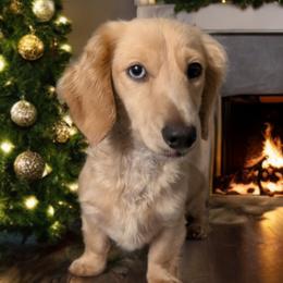 Retta - Dachshund