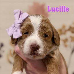 Purple Collar - Red  female Goldendoodle puppy in Blanchard, Oklahoma from Dream Doodles by Dondi