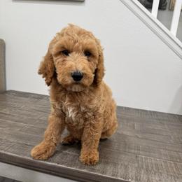 Grey - Apricot male Goldendoodle puppy in Bakersfield, California from Lavish Doodles
