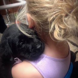 Labrador Retriever Puppies from Young’s Legacy Labradors