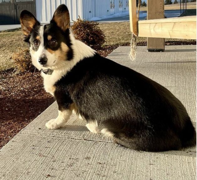 Farmhouse in Washington Pembroke Welsh puppies Good Dog