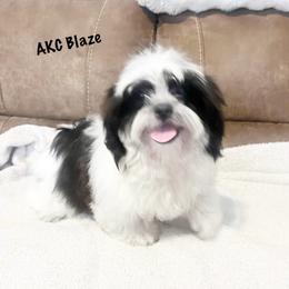 AKC Blaze - Black and white male Shih Tzu puppy in Greenville, South Carolina from Babyface Shih Tzu