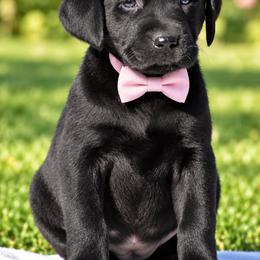 Raven - Black female Labrador Retriever puppy in Chicago, Illinois from Urbane Retrievers
