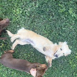 Finn stanaland - Dachshund