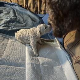 Poodle Puppies from Amanda Winrotte