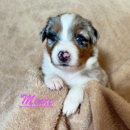 Maize - Blue merle female Australian Shepherd puppy in Dartmouth, Massachusetts from Tails of an Ausshole